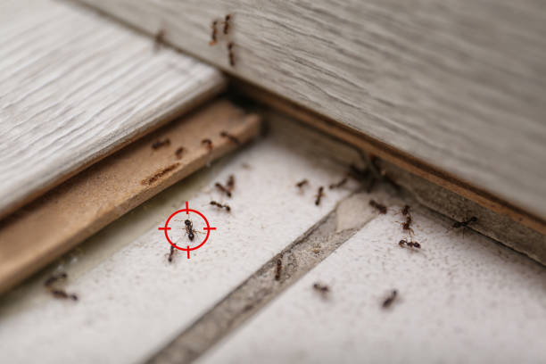 Best Mosquito Control Services  in Kraemer, LA